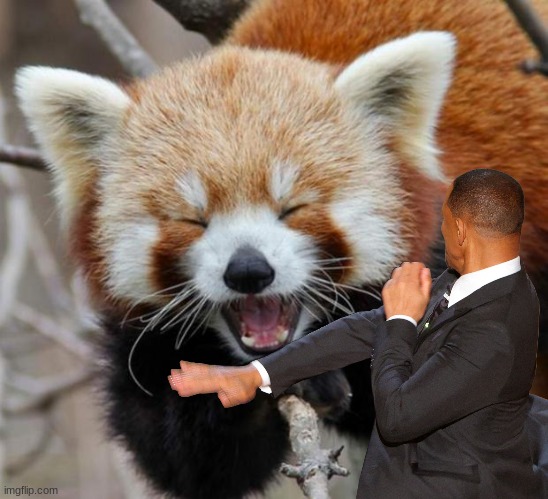 Red Panda | image tagged in red panda | made w/ Imgflip meme maker