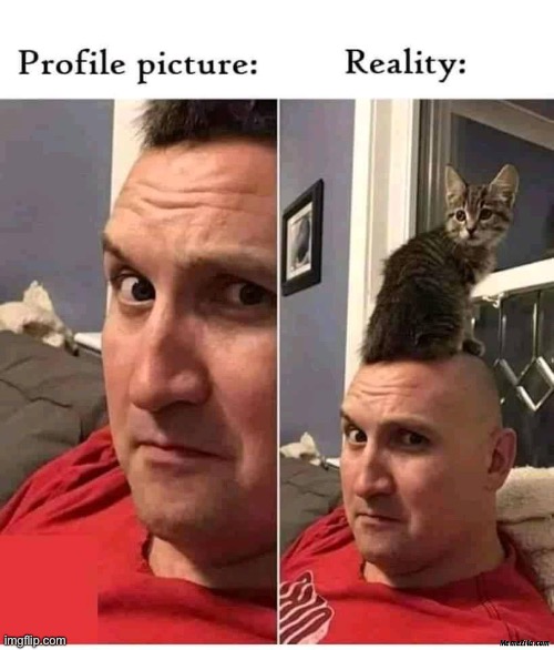 not everything is at it seems lol | image tagged in funny,meme,cat,profile picture | made w/ Imgflip meme maker