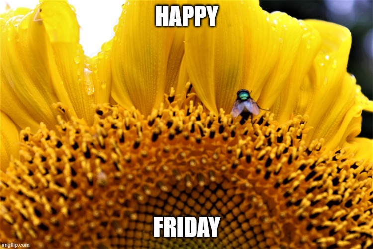 Happy Friday | HAPPY; FRIDAY | image tagged in friends | made w/ Imgflip meme maker