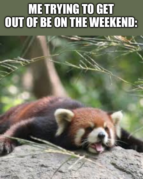 I might post random red panda pictures in this stream | ME TRYING TO GET OUT OF BE ON THE WEEKEND: | image tagged in red panda,sleep,weekend | made w/ Imgflip meme maker