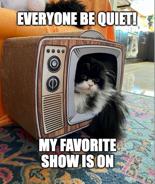 My favorite show | EVERYONE BE QUIET! MY FAVORITE SHOW IS ON | image tagged in grumpy cat tv | made w/ Imgflip meme maker