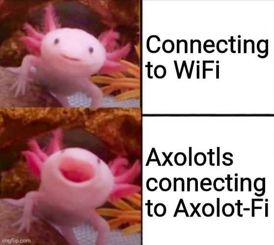 axolotl drake | Connecting to WiFi; Axolotls connecting to Axolot-Fi | image tagged in axolotl drake | made w/ Imgflip meme maker