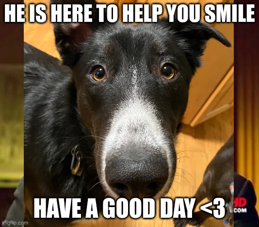 help my dog interrupted the meme | HE IS HERE TO HELP YOU SMILE; HAVE A GOOD DAY <3 | image tagged in memes,ancient aliens | made w/ Imgflip meme maker