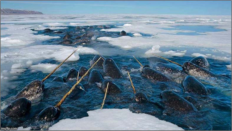 Narwals ! | image tagged in narwals,ice,sea | made w/ Imgflip meme maker