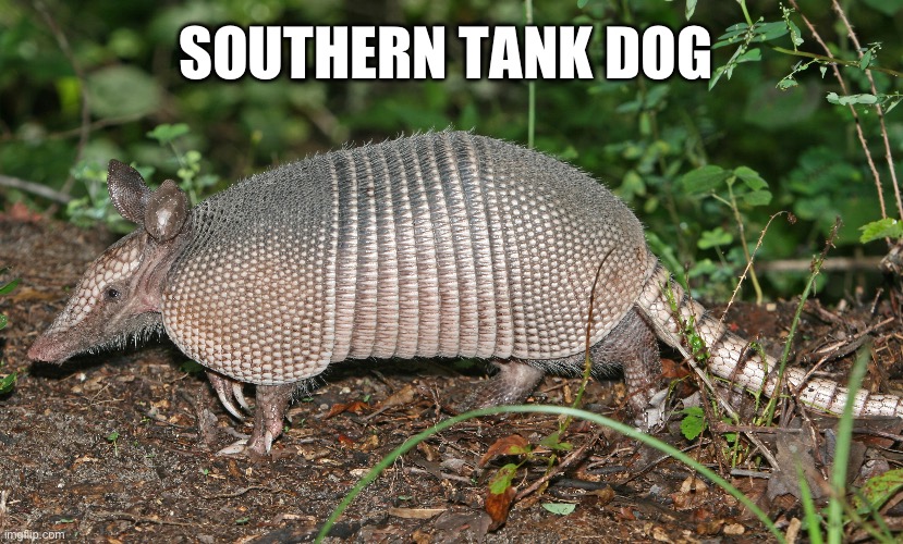 Southern Tank Dog ( Armadillo ) | SOUTHERN TANK DOG | image tagged in animals,funny animals,animal meme,funny animal meme,dank memes,humor | made w/ Imgflip meme maker