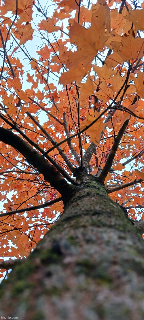 UP THE TREE | image tagged in tree,fall,autumn leaves | made w/ Imgflip meme maker