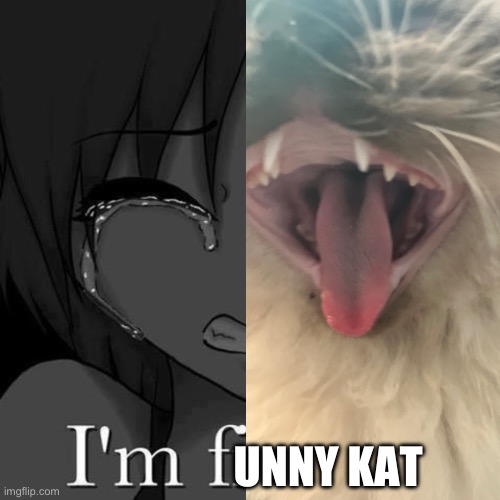 I’m funny kat | UNNY KAT | image tagged in i'm fi,funny cats,reeeeeeeeeeeeeeeeeeeeee,stop reading the tags,memes,kittens | made w/ Imgflip meme maker