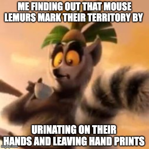 lemurs | ME FINDING OUT THAT MOUSE LEMURS MARK THEIR TERRITORY BY; URINATING ON THEIR HANDS AND LEAVING HAND PRINTS | image tagged in funny | made w/ Imgflip meme maker