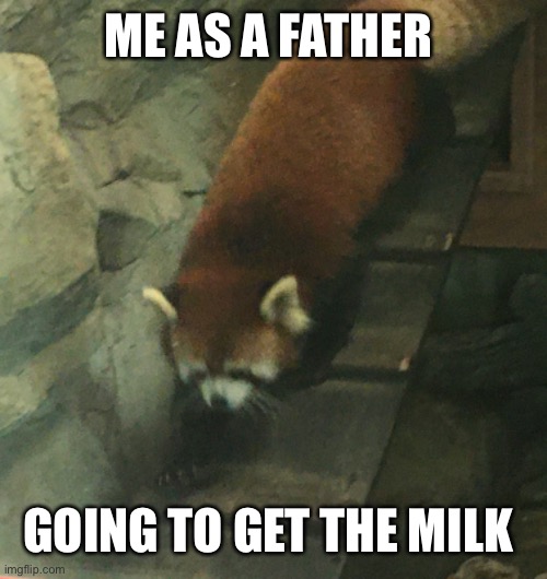 Going to get da milk | ME AS A FATHER; GOING TO GET THE MILK | image tagged in red panda | made w/ Imgflip meme maker