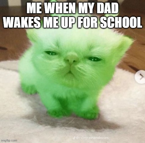 very eepy | ME WHEN MY DAD WAKES ME UP FOR SCHOOL | image tagged in eepy cat | made w/ Imgflip meme maker