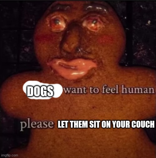 they wanna feel human | DOGS; LET THEM SIT ON YOUR COUCH | image tagged in gingerbread meme,funny | made w/ Imgflip meme maker