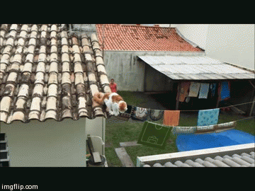 cat2 | image tagged in gifs | made w/ Imgflip video-to-gif maker