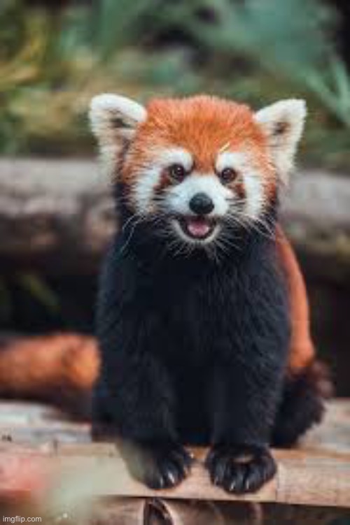 Idk what to post here so I’m doing a red panda | made w/ Imgflip meme maker