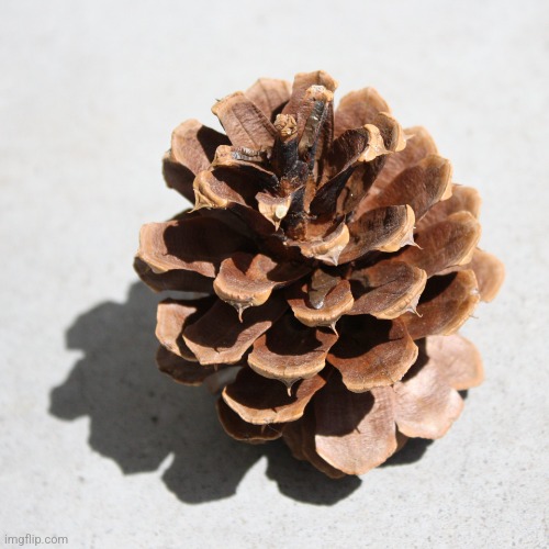 I haven't slept in 24 hours I'm gonna make an ai chatbot with the personality of a pinecone, it won't talk | image tagged in pinecone | made w/ Imgflip meme maker