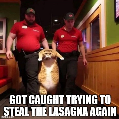 Oh Garfield | GOT CAUGHT TRYING TO STEAL THE LASAGNA AGAIN | image tagged in funny cat | made w/ Imgflip meme maker