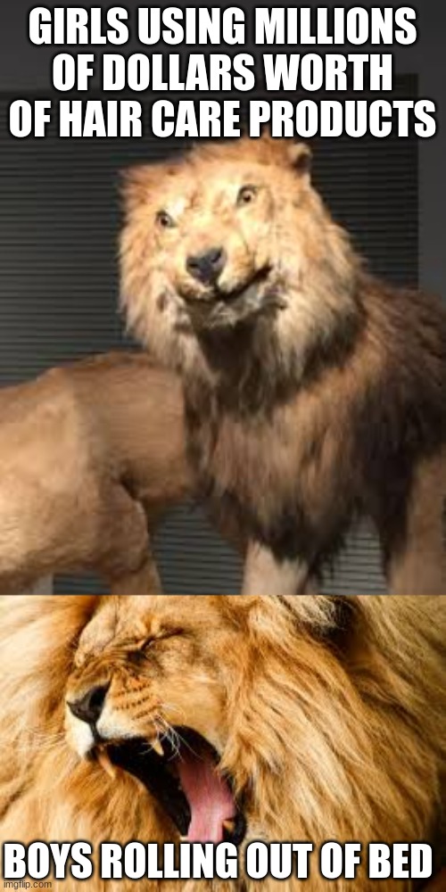 GIRLS USING MILLIONS OF DOLLARS WORTH OF HAIR CARE PRODUCTS; BOYS ROLLING OUT OF BED | image tagged in stuffed lion,lion roaring | made w/ Imgflip meme maker