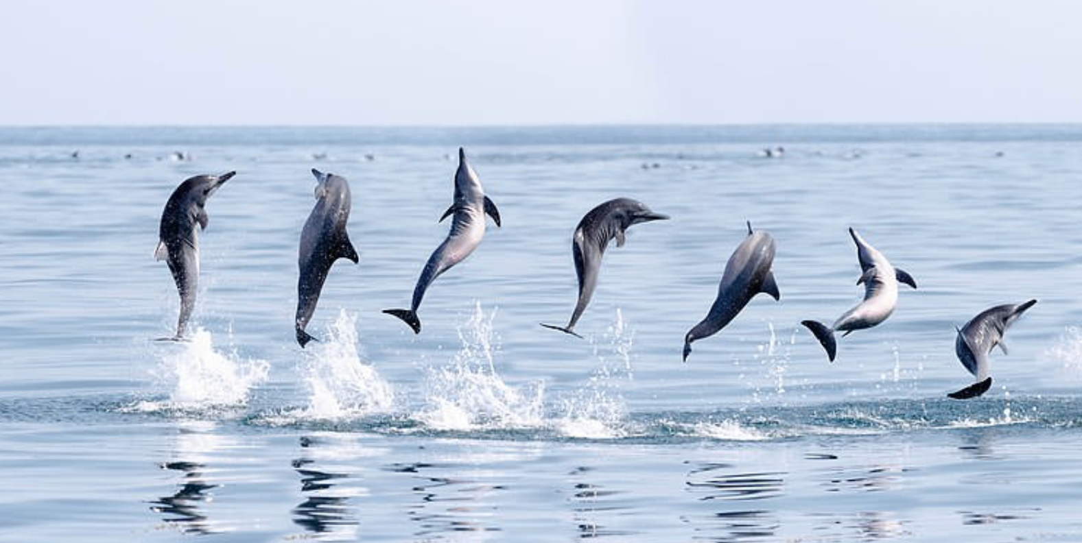 Flipping dolphins Blank Meme Template