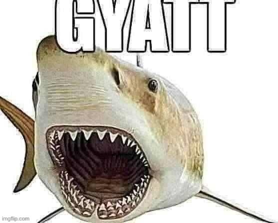 High Quality Shark gyatt Blank Meme Template