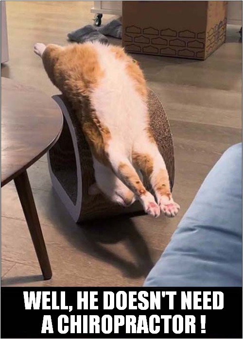 An Odd Sleeping Position ? | WELL, HE DOESN'T NEED
A CHIROPRACTOR ! | image tagged in cats,sleeping,stretch,chiropractor | made w/ Imgflip meme maker