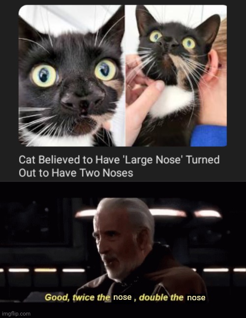 Double the nose | nose; nose | image tagged in count dooku twice the _ double the _,cats,cat,nose,noses,memes | made w/ Imgflip meme maker