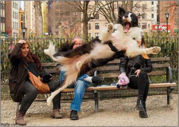 Dramatic Photobomb ! | image tagged in dogs,dramatic,photobomb | made w/ Imgflip meme maker