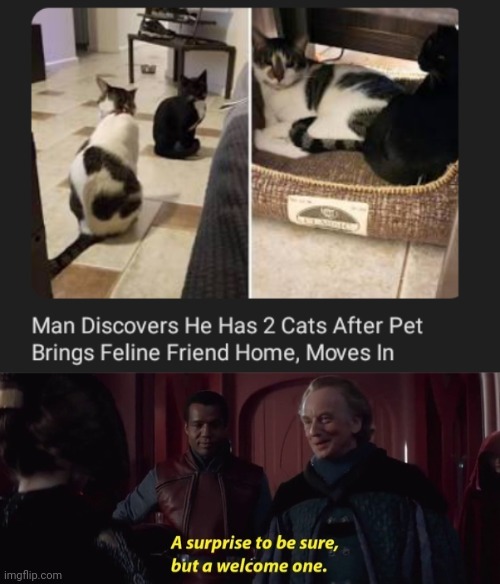 Double the cats | image tagged in a surprise to be sure,cat,cats,memes,feline,friend | made w/ Imgflip meme maker