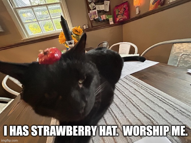 I HAS STRAWBERRY HAT.  WORSHIP ME. | image tagged in cats,strawberries | made w/ Imgflip meme maker