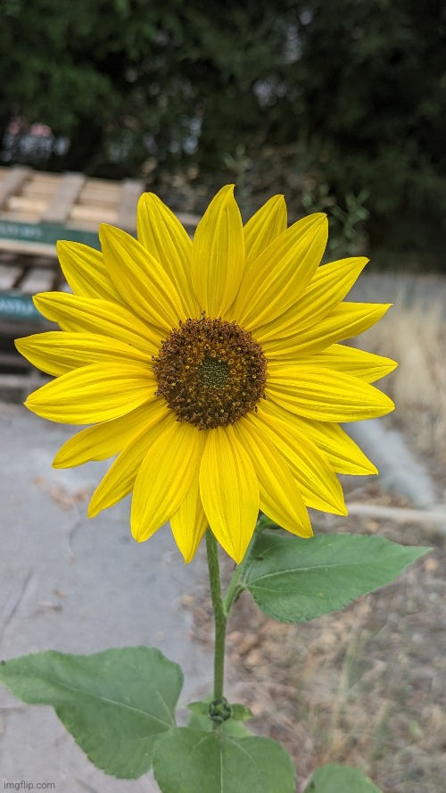 Sunflower behind my house | made w/ Imgflip meme maker