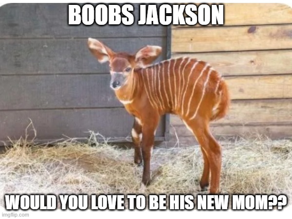 BOOBS JACKSON; WOULD YOU LOVE TO BE HIS NEW MOM?? | made w/ Imgflip meme maker