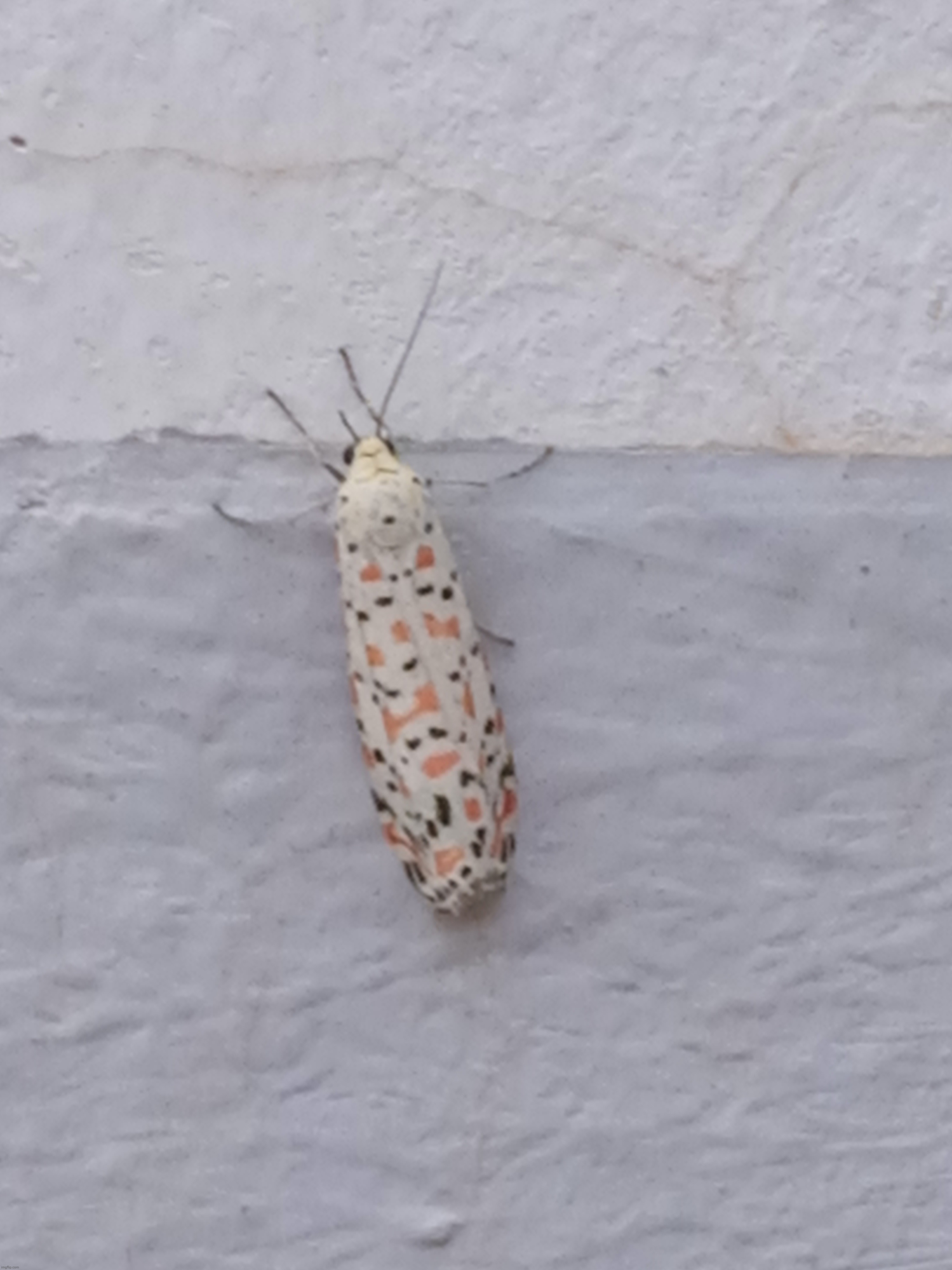 this buge i found at the building | made w/ Imgflip meme maker