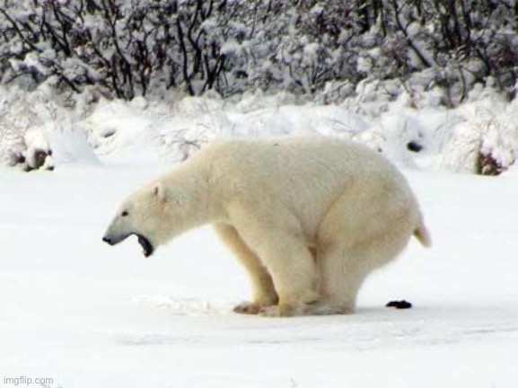 Polar Bear Shits in the Snow | image tagged in polar bear shits in the snow | made w/ Imgflip meme maker