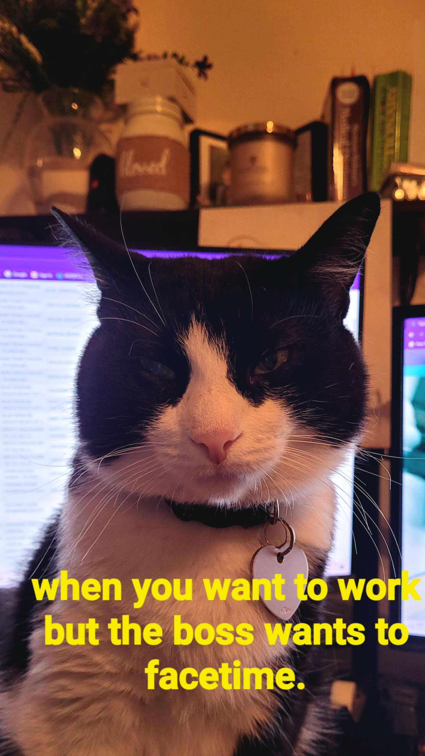 High Quality Boss Cat Blank Meme Template