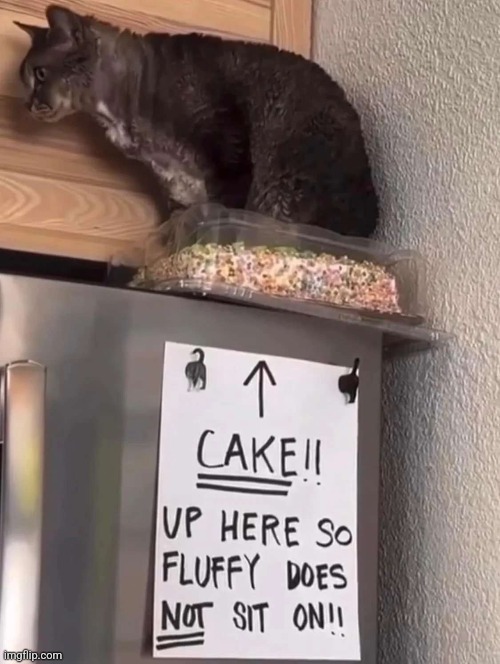 Oh fluffy | image tagged in funny cats,cat,cake | made w/ Imgflip meme maker