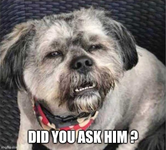 confused dog | DID YOU ASK HIM ? | image tagged in confused dog | made w/ Imgflip meme maker