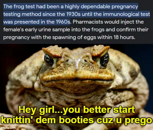 In the olden days, they used African clawed frogs to test for pregnancy. | Hey girl...you better start knittin' dem booties cuz u prego | image tagged in pregnancy,frog test,the more you know | made w/ Imgflip meme maker