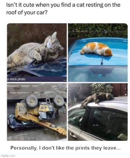 Cats on cars... so adorable... | Personally, I don't like the prints they leave... | image tagged in cats,cars,cats are awesome | made w/ Imgflip meme maker