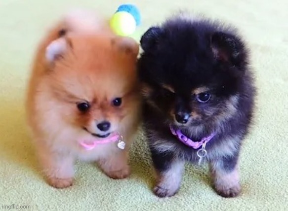 Two doggos | image tagged in two doggos | made w/ Imgflip meme maker