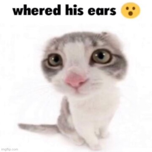 WE NEED TO FIND THEM | image tagged in cat | made w/ Imgflip meme maker