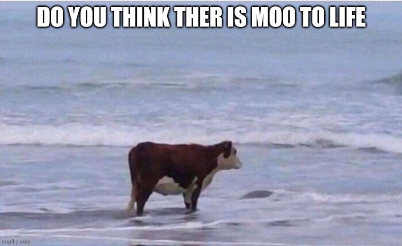 Simple cow | DO YOU THINK THER IS MOO TO LIFE | image tagged in existential cow | made w/ Imgflip meme maker