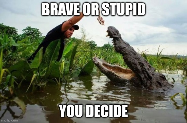 Gator Bait | BRAVE OR STUPID; YOU DECIDE | image tagged in gator bait | made w/ Imgflip meme maker