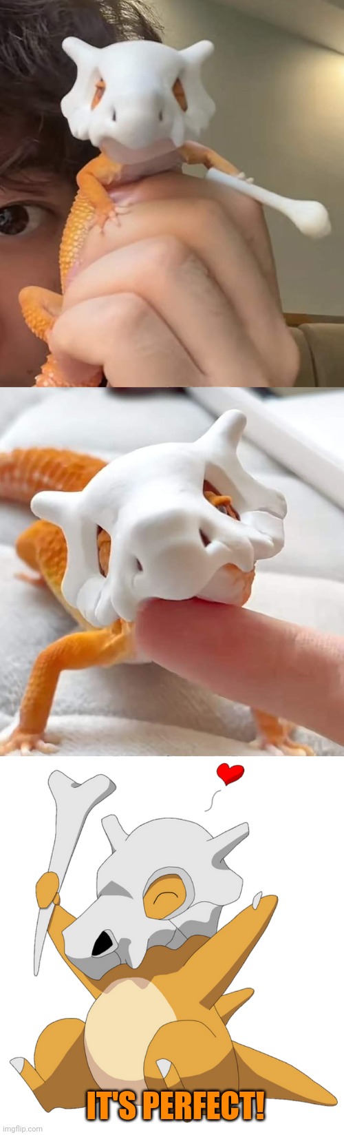 3-D PRINTED CUBONE MASK FOR YOUR LIZARD | IT'S PERFECT! | image tagged in cubone,pokemon,nintendo,3d printing | made w/ Imgflip meme maker