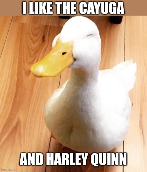 SMILE DUCK | I LIKE THE CAYUGA AND HARLEY QUINN | image tagged in smile duck | made w/ Imgflip meme maker
