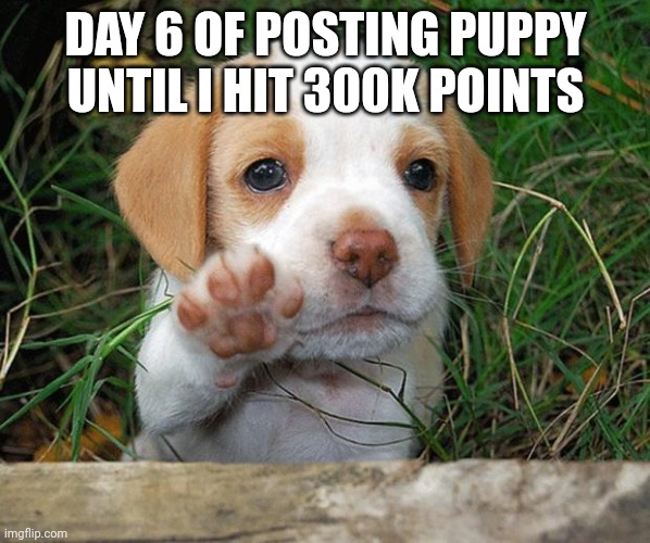 dog puppy bye | DAY 6 OF POSTING PUPPY UNTIL I HIT 300K POINTS | image tagged in dog puppy bye | made w/ Imgflip meme maker