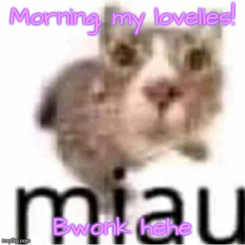 miau | Morning, my lovelies! Bwonk hehe | image tagged in miau | made w/ Imgflip meme maker