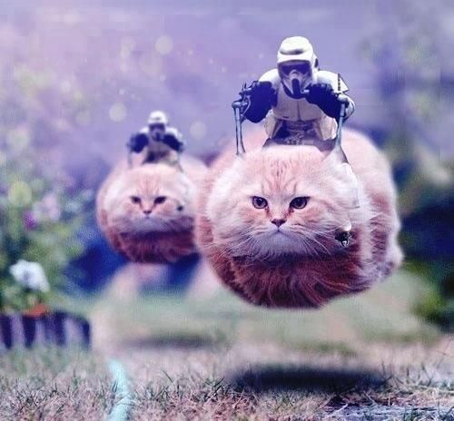 High Quality star wars cats Blank Meme Template