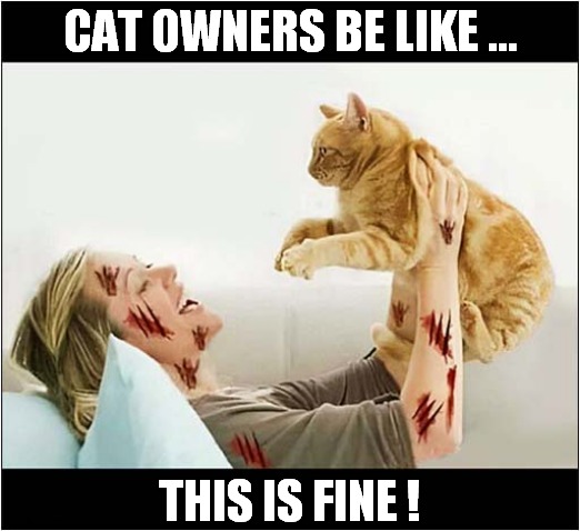 It's Scratchy Clawry Time ! | CAT OWNERS BE LIKE ... THIS IS FINE ! | image tagged in cats,scratch,bloody,this is fine | made w/ Imgflip meme maker