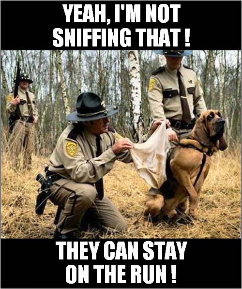 Bloodhound Refuses To Go On ! | YEAH, I'M NOT SNIFFING THAT ! THEY CAN STAY ON THE RUN ! | image tagged in dogs,bloodhound,smelly,refusal | made w/ Imgflip meme maker