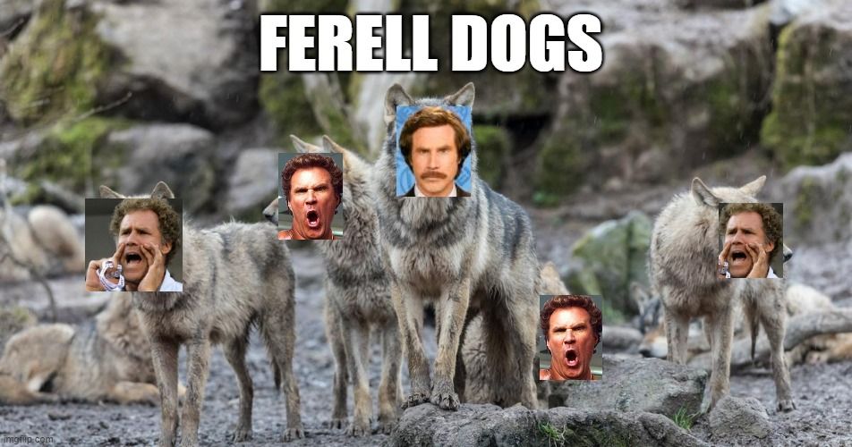 USA Federal REINTRODUCTION into Lower 48 of Canadian Stock | FERELL DOGS | image tagged in buffalo,buddy the elf,ricky bobby praying,anchorman,ron burgundy,grizzly bear | made w/ Imgflip meme maker