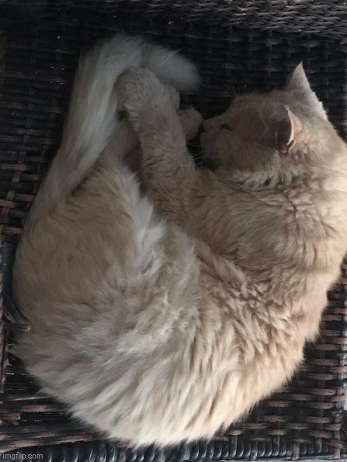 My cat, Fluffy | image tagged in cute,cat,fluffy,sleep | made w/ Imgflip meme maker