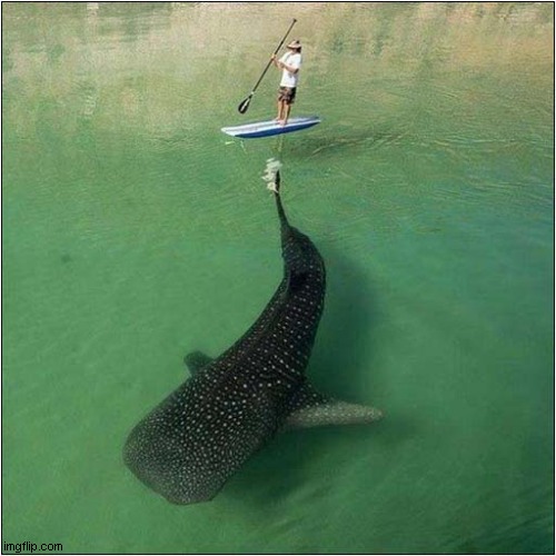 Whale Shark And Paddle Boarder | image tagged in whale shark,paddle boarder | made w/ Imgflip meme maker